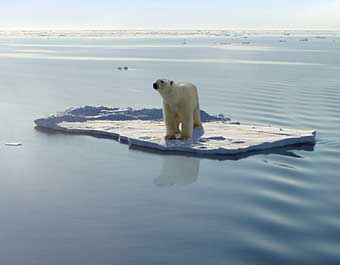 polar bear bears ice melting caps propaganda agendas hidden particular publisher following says