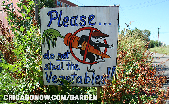 В США всё чаще овощи крадут прямо с огорода