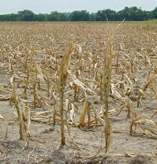 drought_corn