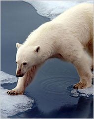 polar_bear_on_ice2