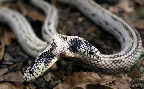 two-headed-snake_669757n