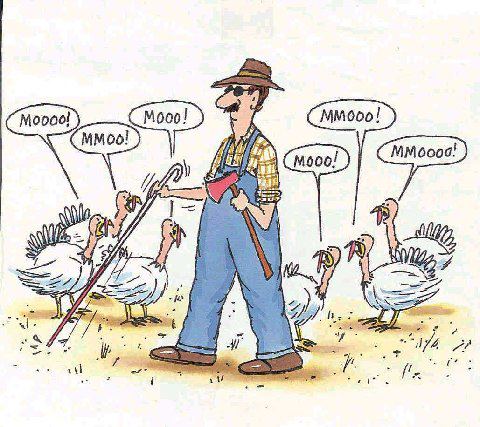 The Life and Times of the Thanksgiving Turkey: He Never Saw It Coming