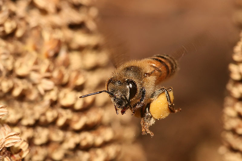 bee-flying