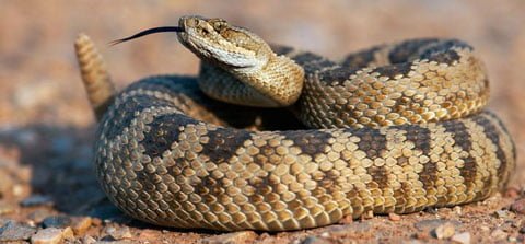 rattlesnake