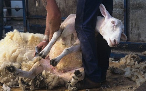 sheep shearing