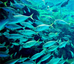 ocean-die-off