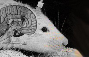 rats-human-brains