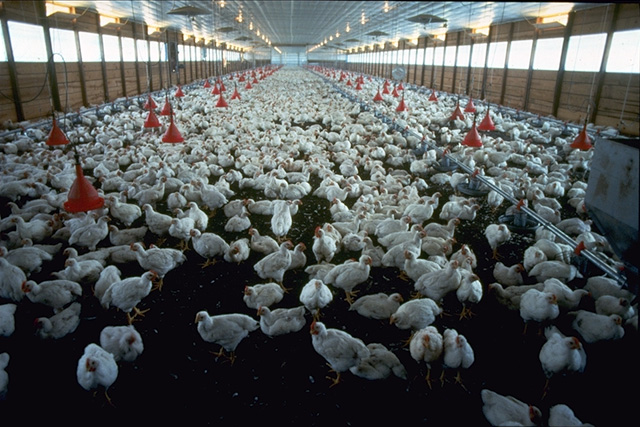 Broiler_house