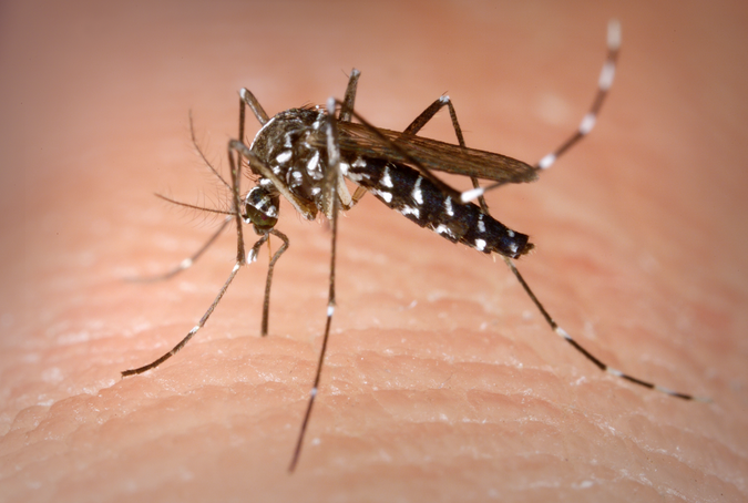 Aeges Aegypti Mosquito Potentially Carries Zika