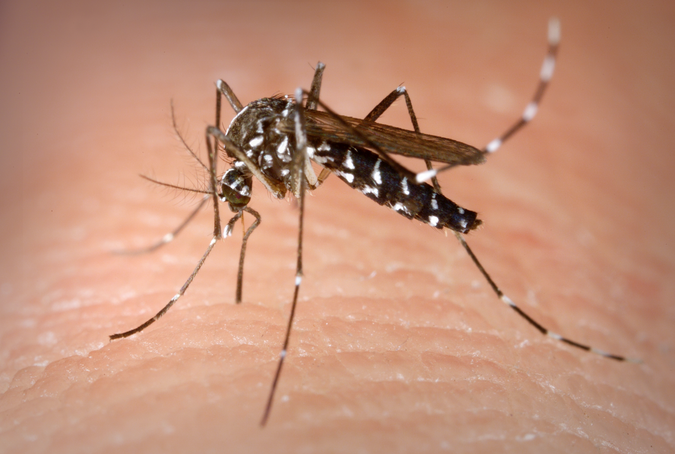 Florida Health Officials: First “Brain Swelling” Viral Death From Mosquito Bite Reported