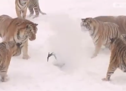 Caught on Video: Tigers Hunt Down Quadcopter Drone “Releasing Plumes of Smoke”