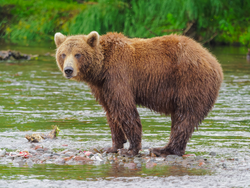 brown-bear-wikimedia