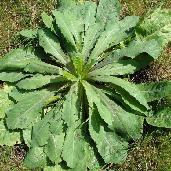 wild-lettuce