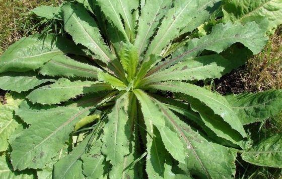 “Opium Lettuce”: Useful SHTF Plant Or Harmful Myth?