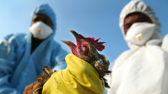 Human Flu Could Offer Immunity To Bird Flu Human Flu Could Offer Immunity To Bird Flu