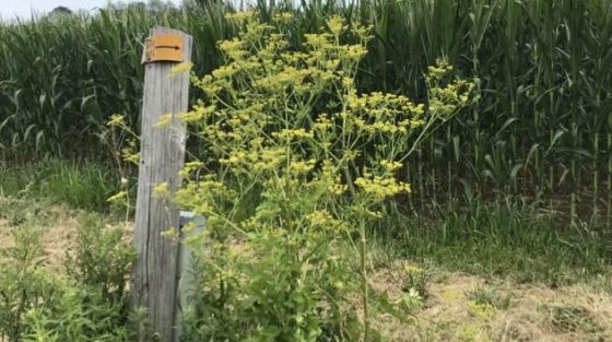 Giant Hogweed Is Bad, But This Wild Parsnip Plant Is WORSE