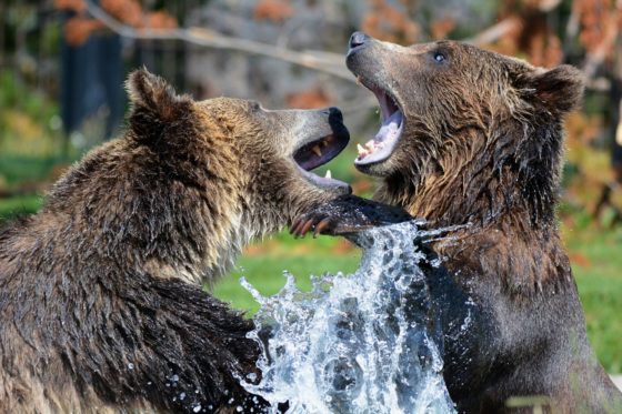 5 Signs That Global Financial Markets Are Entering A Bear Market, And 11 Ways That You Can Get Prepared For The Chaos That Is Coming…