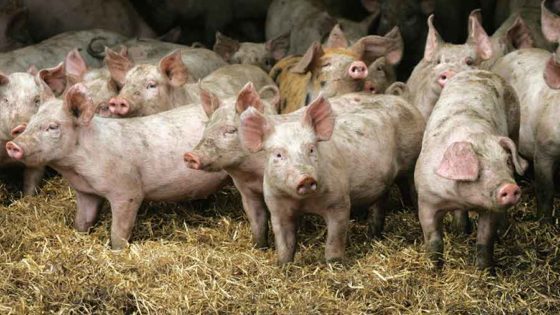 PRION-CONTAMINATED PORK ALERT: All U.S. Pigs Can Be “Vaccinated” Via mRNA Shots & UNLABELED PRION-CONTAMINATED PORK ALERT: All U.S. Pigs Can Be “Vaccinated” Via mRNA Shots & UNLABELED