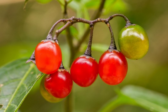 Botany: The Most Neglected Subject in Survival (and Why You Could Die From Not Understanding It)