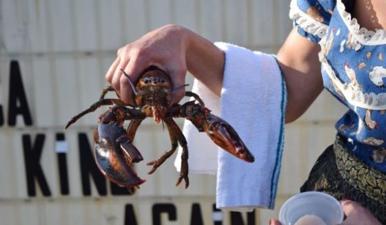 Restaurant Will Get Lobsters High Before Cooking: 'It's More Humane'