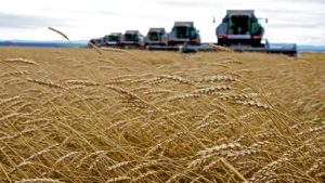 Another Food Supply Chain Issue: Wheat Prices Surge
