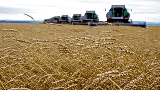 Kansas Wheat Harvest Will Be The Smallest Since 1957