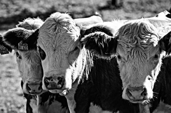“As Many As A Million Calves Lost In Nebraska” – Beef Prices In The U.S. To Escalate Dramatically In The Coming Months