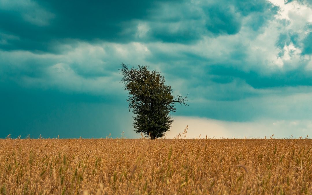 Crop Catastrophe In The Midwest – Latest USDA Crop Progress Report Indicates That A Nightmare Scenario Is Upon Us