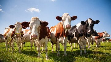 Irish Gov’t Proposes SLAUGHTERING 200,000 Dairy Cows To Meet Climate Targets
