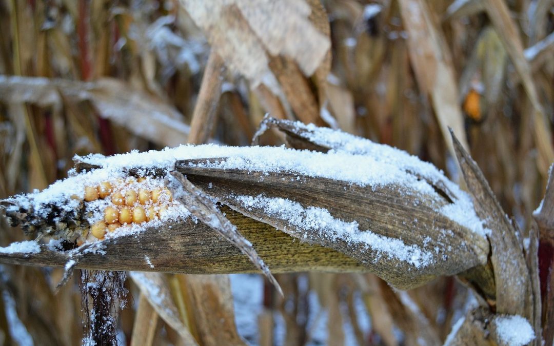 Officials Are Using The Word “Disaster” To Describe The Widespread Crop Failures Happening All Over America