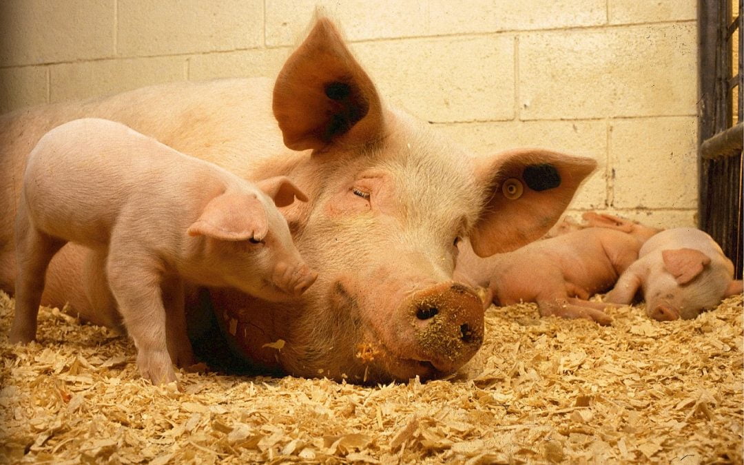EU Warns of Bird Flu Mutation Risk In Pigs