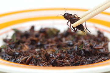 EAT BUGS AND BE HAPPY: EU Authorities Approve Crickets, Mealworms in Food