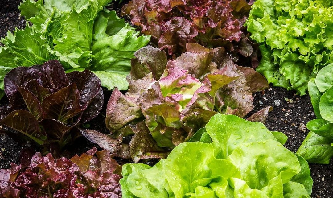 They Want To GROW The COVID Vaccine In Lettuce