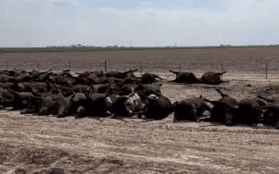 The Livestock Loss In Texas Is MASSIVE