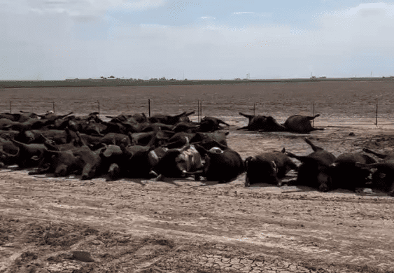 The Livestock Loss In Texas Is MASSIVE