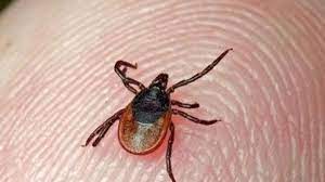 A “Brain Swelling” Tick-Borne Illness Is Spreading In Europe