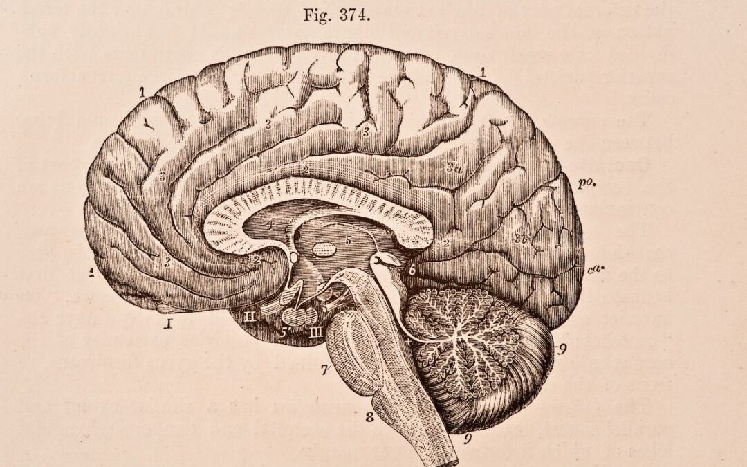 What Is Prion Disease, And Is There An Epidemic?
