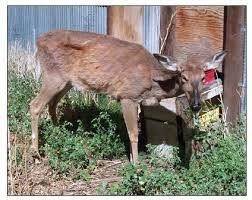 Scientists Worry That “Chronic Wasting Disease” Could Jump To Humans