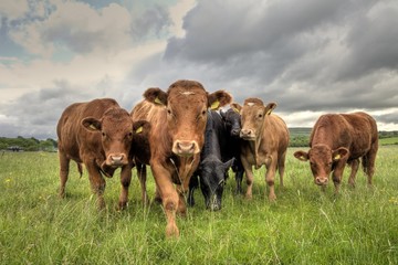 The “Mystery Illness” Spreading Among Cattle Has Been Identified, And It Isn’t Good News