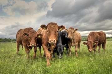 Bird Flu Strikes Cows, But “Experts” Aren’t Worried