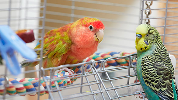 “Parrot Fever” Bacterial Outbreak Kills 5 People In Europe