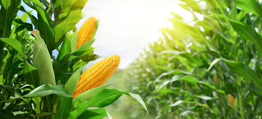 Dangers of GM Corn Spark Huge Trade Dispute Between the U.S. and Mexico