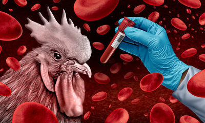 Australia Reports Its First Human Bird Flu Infection