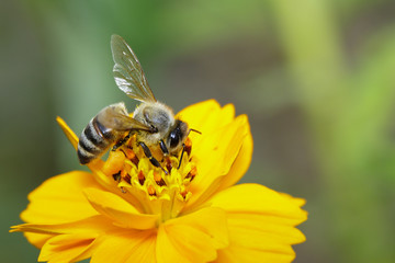 Insect Biodiversity Plummeting As Global Food Supply Teeters Toward Collapse