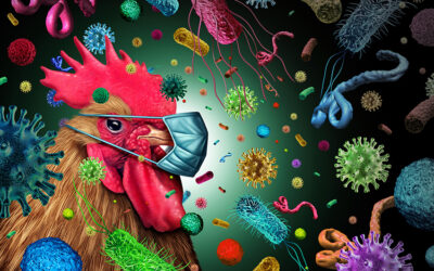 Chicken Exporters From Brazil Deal With Cargo Rejections As Bird Flu Spreads